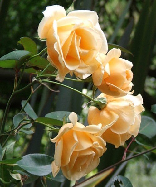 LADY HILLINGDON (climber) Garden Roses Pococks Roses The Cornish